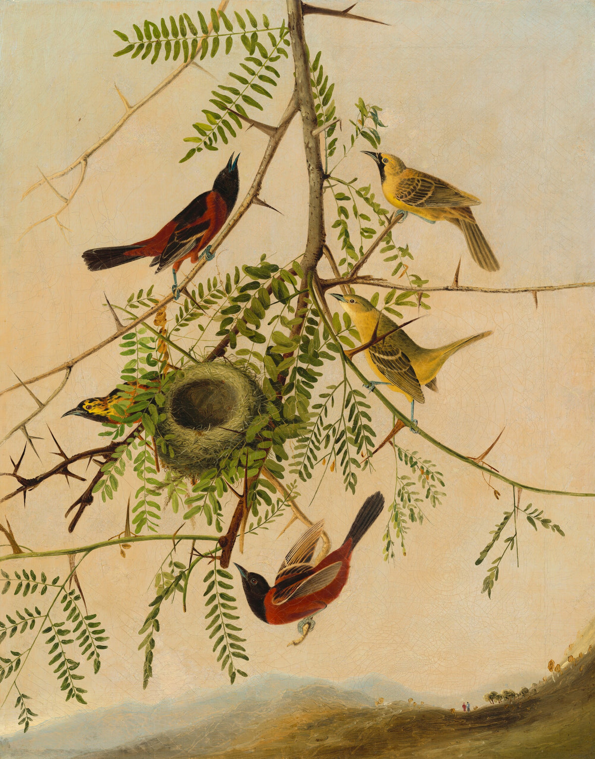 Orchard Oriole, J. B. Kidd d'après John James Audubon, National Gallery of Art
