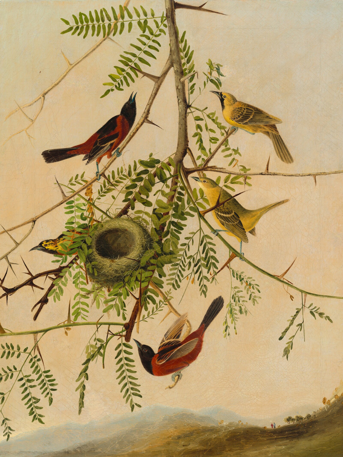 Panneau décoratif Orioles d'après John James Audubon